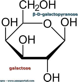 Galactose : définition illustrée avec explications