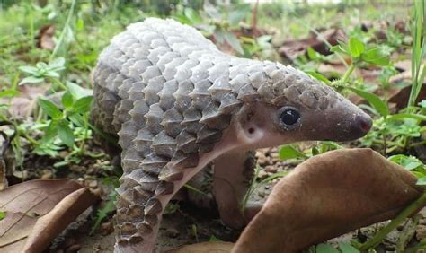 Baby Pangolin, Mammals, Zoology, animals, HD wallpaper | Peakpx