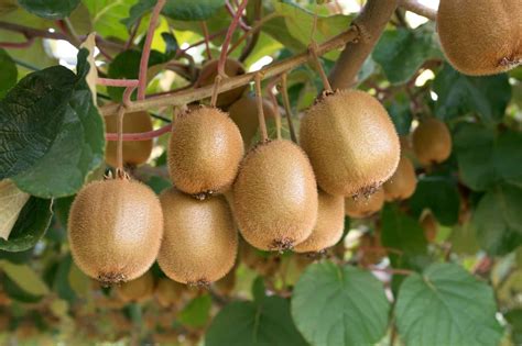 How Long Does It Take for a Kiwi Plant to Produce Fruit?