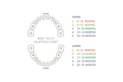 Baby Teeth & Teething Symptoms - Broad Smiles Pediatric Dentistry