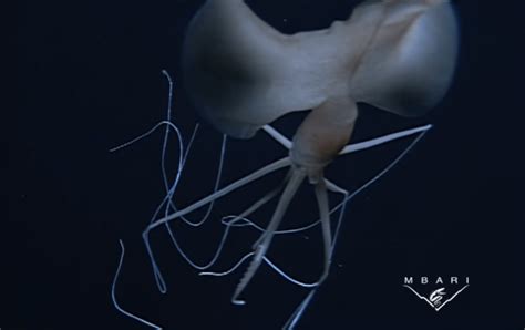 Invertebrate of the Week #9 – Bigfin Squid (Magnapinnidae) | The Common ...