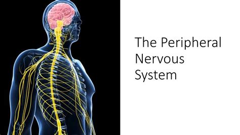 Types Of Peripheral Nervous System