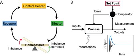 The mechanism of homeostasis. (A) Schematic of the homeostasis ...