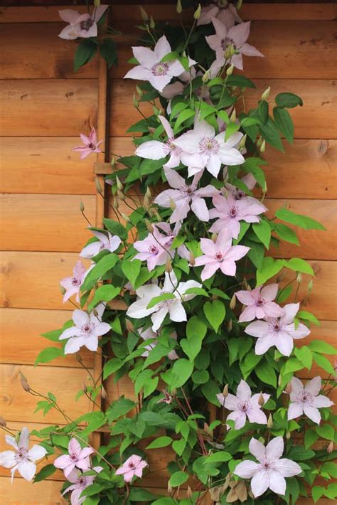 How to Choose The Best Trellis for Clematis & Train it Properly