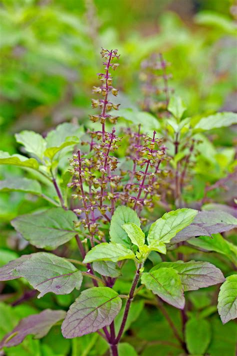 tulsi (Ocimum tenuiflorum) Benefits and Uses