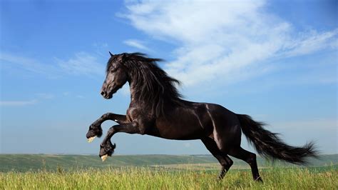 Black Horse Jumping Wallpapers - Wallpaper Cave