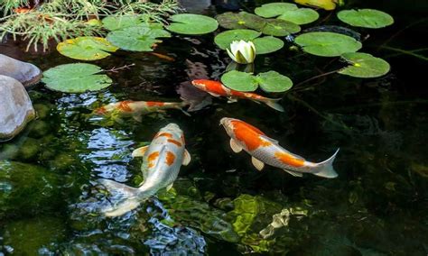 15 Best Pond Fish For Backyard Ponds & Stocking Ideas – Love Fish Tank