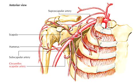 Circumflex Scapular Artery – Earth's Lab