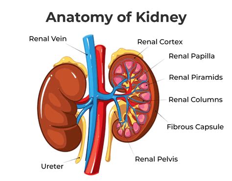 Excretory System Organs