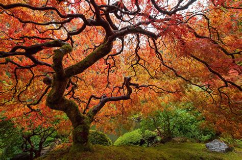 13 Beautiful Species of Maple Trees