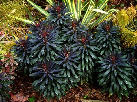 Euphorbia (Euphorbia 'Blackbird') in the Euphorbias Database (National ...