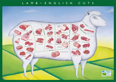 Cuts of Lamb guide from Morley Butchers - MORLEY BUTCHERS