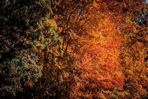 Fall colors of trees. | Free Photo - rawpixel