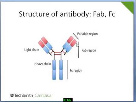 Antibody: Structure. Fc .Fab region. Epitope , Paratope..... Easy ...