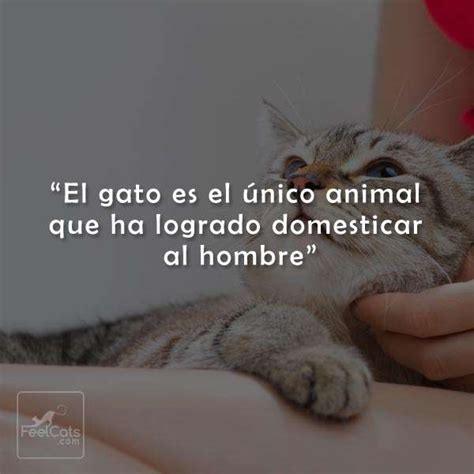 Fotos De Animales Con Frases Graciosas : Imagenes Graciosas De Animales ...