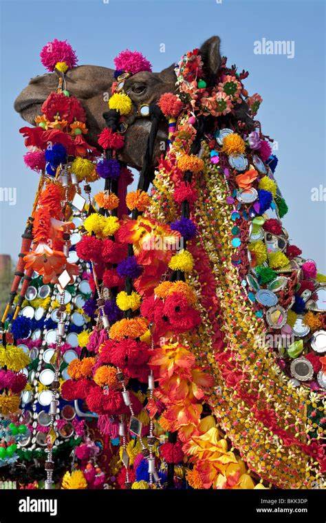 Camel decorated with traditional costumes. Jaisalmer Desert Festival ...