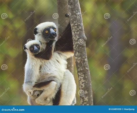 Curious Baby Sifaka Lemur Stock Photos - Free & Royalty-Free Stock ...