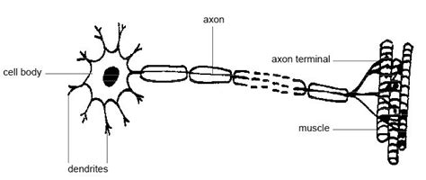 Difference Between Afferent and Efferent | Compare the Difference ...