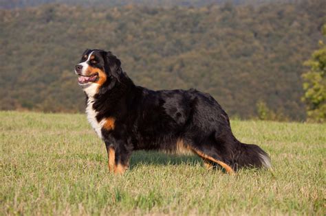 Berner sennenhond - Leer hier alles over dit bekende hondenras | zooplus