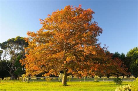 Oak Tree - Autumn by Caniluna | Oak tree, Tree, Oak