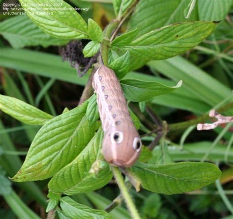 Insect and Spider Identification: CLOSED: Is this a hummingbird moth ...