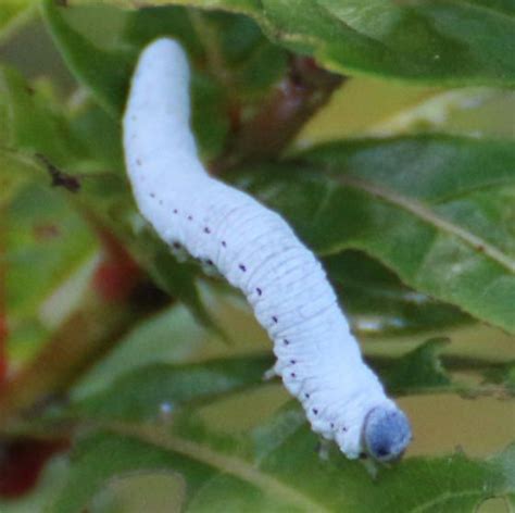 White Caterpillar - Pseudosiobla excavata | Caterpillar, Bugs and ...