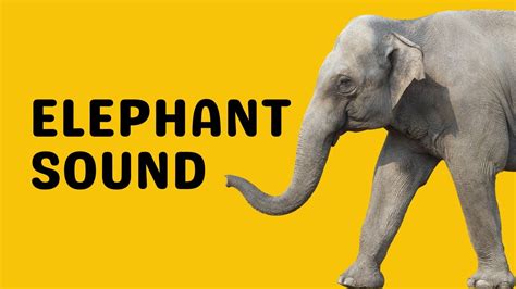 Elephant Sound | Trumpet - YouTube