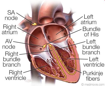 Purkinje Fibers Bundle Of His