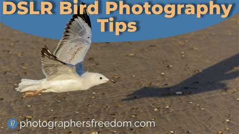 DSLR Bird Photography Tips - Capture Stunning Bird Shots