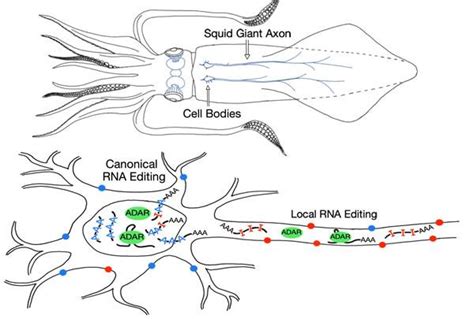 Local RNA Editing in Squid Gia [IMAGE] | EurekAlert! Science News Releases