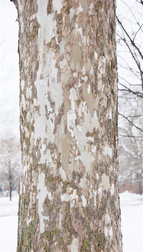 Peeling Sycamore Tree Bark is Normal