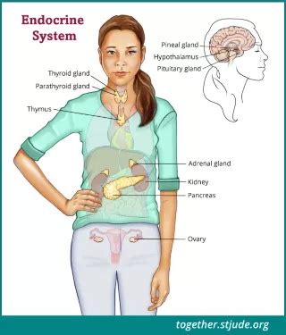 Growth Hormone Deficiency in Childhood Cancer Survivors - Together by ...