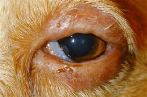 Dog’s Swollen Eye & Eyelid: Is it Blepharitis? Remedies & Treatment ...