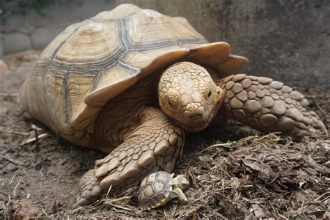 Sulcata Tortoise Care Sheet | ReptiFiles