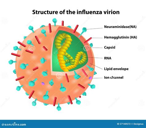 Partes Del Virus