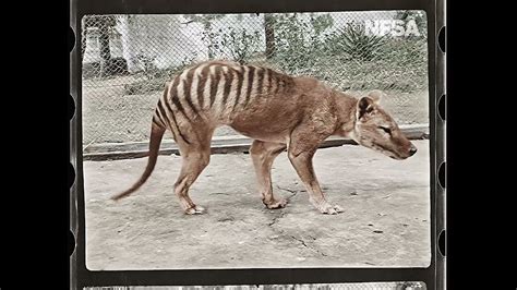 Tasmanian Tiger Still Alive