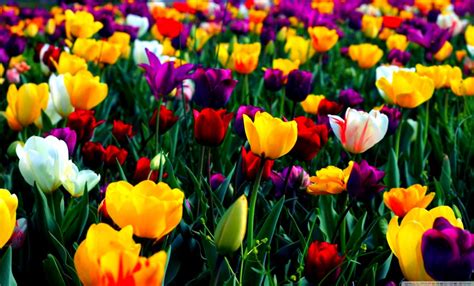 Screensaver Free Spring Wallpaper - Widescreen Spring Wallpapers ...