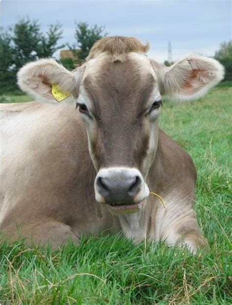 Pretty Brown Swiss dairy cow resting in the pasture., #Brown #Cow # ...