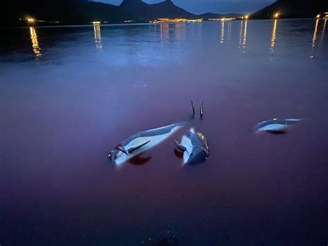 Faroe Islands to evaluate traditional hunt after slaughter of 1,400 ...