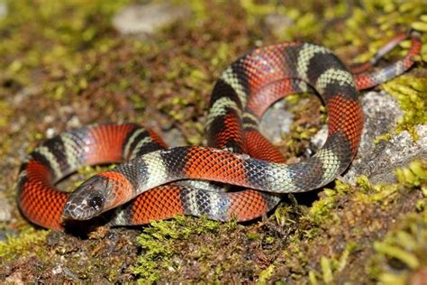 Coral snake | Diet, Size, Rhyme, & Facts | Britannica