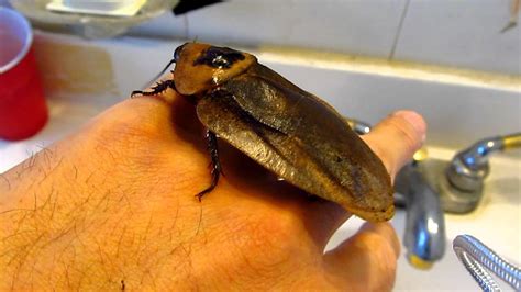 Giant Cockroach ( Blaberus Giganteus ) - YouTube