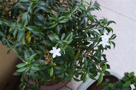 Crepe Jasmine / Chandni flower Plant : How to Grow - Plant Care Guide