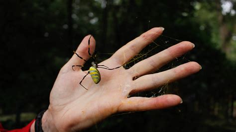 Giant, invasive spiders have taken over Georgia. Will they spread ...