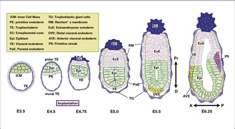 Figure 1 from Mechanical perspectives on the anterior-posterior axis ...