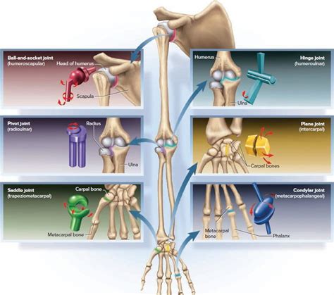 Ball and Socket Joint Examples - KieranqoPotter