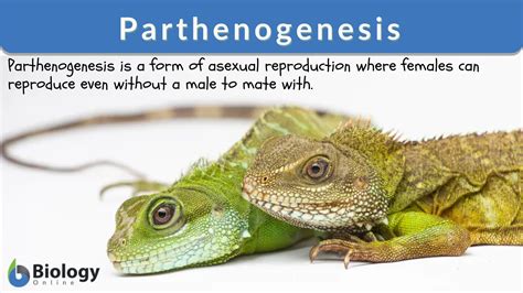 Parthenogenesis