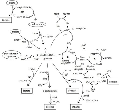 Figure 3. [Pyruvate metabolism. Circled compounds represent ...