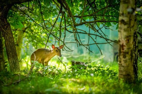 British Wildlife Centre ~ Keeper's Blog: BWC Photo Comp, "ANIMALS IN ...