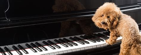 Why Do Dogs Play With the Piano - Wag!