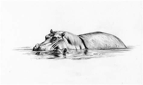 Hippo: Wildlife Art and Illustration | Hippo drawing, Africa drawing ...